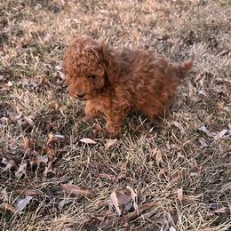 Eddy - Red  male Poodle puppy in Manassa, Colorado from Cami’s Colorado Cuties