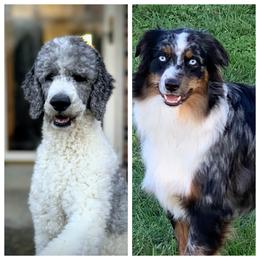 Aussiedoodle, Australian Shepherd, and Toy Australian Shepherd Puppies from Tumblin T Aussies and Aussiedoodles