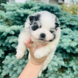 Paris - Blue merle female Pomeranian puppy in Waterloo, Indiana from Garcias Pomeranian