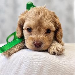 Cavapoo and Cockapoo Puppies from The Barkery