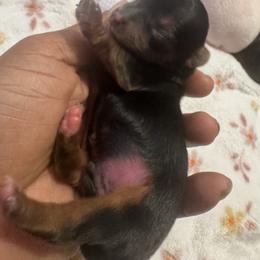 Boy 1 - Black and gold male Yorkshire Terrier puppy in Detroit, Michigan from Friends4everkennel LLC