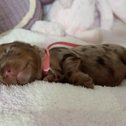 Kahlúa - Dapple female Dachshund puppy in Summerfield, Florida from Dachshundly Perfect