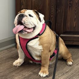 Stevie - Bulldog