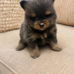 Blue Tan Boy - Blue and tan male Pomeranian puppy in Harrah, Oklahoma from Sunshines Pomeranians & Cavapoos
