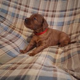 Red collar Male - Mahogany male Irish Setter puppy in East Bloomfield, New York from Down East Setters