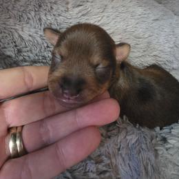 Girl 1 - Liver female Miniature Schnauzer puppy in Fredericksburg, Virginia from Jentz Family Schnauzers