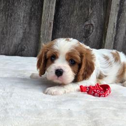 Oliver - Blenheim male Cavalier King Charles Spaniel puppy in Preston, Maryland from Katie's Pups