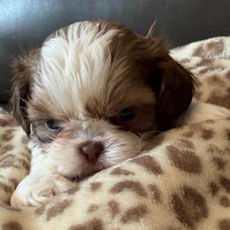 Freddy - Gold and white male Shih Tzu puppy in Victorville, California from RUMBLE n TUMBLE