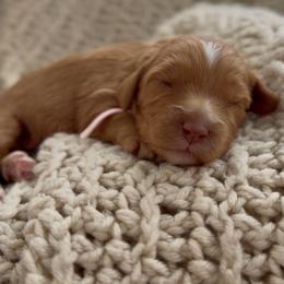 Pink - Red female Cavapoo puppy in Arlington, Texas from Van Haselen Poodles and Doodles
