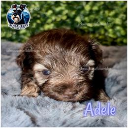Adele - Liver female Miniature Schnauzer puppy in Spruce Pine, North Carolina from Schnauzers of Blue Ridge