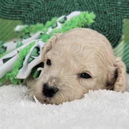 Leo - Cream male Goldendoodle puppy in Temecula, California from Oodles O'Doodles