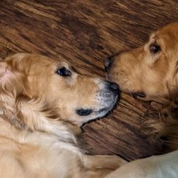 Golden Retrievers from Pot of Gold Golden Retrievers