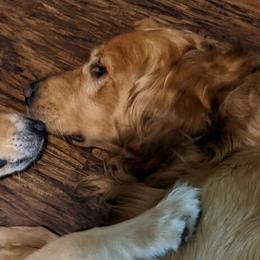 Golden Retrievers from Pot of Gold Golden Retrievers