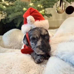 Oreo - Merle male Goldendoodle puppy in Millville, California from Hope Lane Kennels