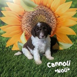Noli - Brown and white female Sheepadoodle puppy in Berwick, Pennsylvania from Wright’s Wiggle Butts