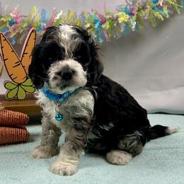 Chandler - Black white and tan male Cockapoo puppy in Lancaster, Missouri from Cavapoo Acres