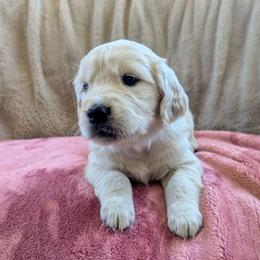 Magenta Female - Light golden female Golden Retriever puppy in Roseburg, Oregon from Unbound Goldens