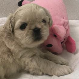 Shih Tzus from Babyface Shih-Tzu