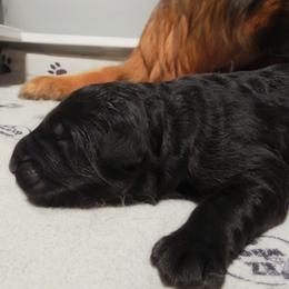 Red Collar - Male - Black male German Shepherd puppy in Charlotte, North Carolina from Zuflucht K9s