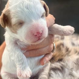 Milano - Parti female Goldendoodle puppy in Knoxville, Tennessee from Graystone Doodles