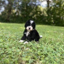 Orangie - Girl - Black and white female Sheepadoodle puppy in Emlenton, Pennsylvania from Doodles in PA