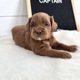 Labradoodle Puppies from Uintah Basin Doodles