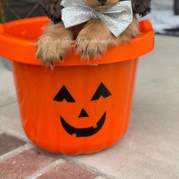 Dachshund Puppies from RRD
