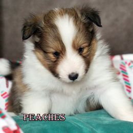 Peaches- Classic sable girl - Sable and white female Shetland Sheepdog puppy in Frazeysburg, Ohio from Mountain High Kennels