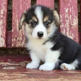 Dixie - Black and tan female Pembroke Welsh Corgi puppy in Anton, Texas from X Bar's Lil Legs of Texas