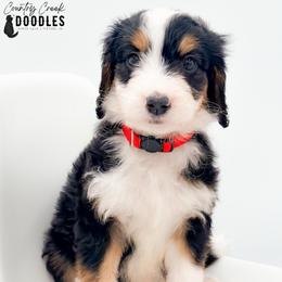 Cory - Tri-color female Bernedoodle puppy in Tipton, Indiana from Country Creek Doodles