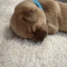 Golden Retriever Puppies from New Beginnings Acres Golden Retrievers