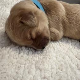 Golden Retriever Puppies from New Beginnings Acres Golden Retrievers