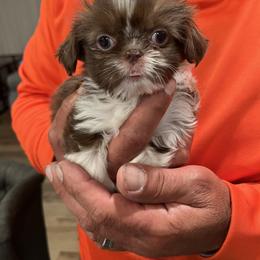 Shih Tzu Puppies from Lux Shih Tzu of New England