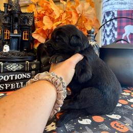 Shadow (1st pick black male) - Black male German Shepherd puppy in Watervliet, Michigan from M&M Shepherd Farms