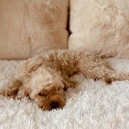 Cavapoo puppies from Luxe Cavapoo LLC