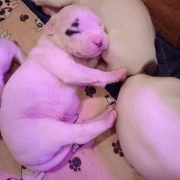 American Bulldog Puppies from Slayton's American Bulldogs