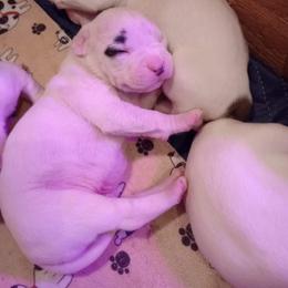 American Bulldog Puppies from Slayton's American Bulldogs