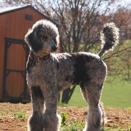 Louis - Poodle