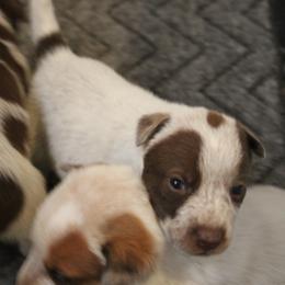 Judith - Red speckled female Australian Cattle Dog puppy in Casa Grande, Arizona from Sonoran Dogz
