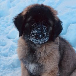 Leonbergers from Flatirons Leonbergers