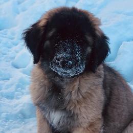 Leonbergers from Flatirons Leonbergers