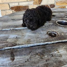 Suger - Black female Poodle puppy in Apex, North Carolina from Happy puppies