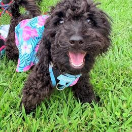 Pepper - Black female Maltipoo puppy in Mahwah, New Jersey from Awwws-n-Pawws