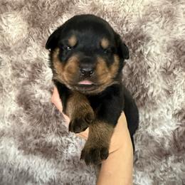 Zeus - Black and tan male Rottweiler puppy in Newfoundland, Pennsylvania from Poconopaws