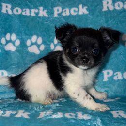 Adam - Black and white male Chihuahua puppy in New Bedford, Massachusetts from Roark Pack Chihuahua's & Pomsky's