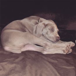 Weimaraner Puppies from Always Faithful Weimaraners
