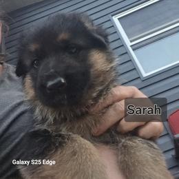 Sarah - Black and red female German Shepherd puppy in Reno, Ohio from Segen Von Gott German Shepherd’s