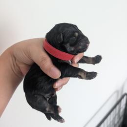 Red - Black and silver male Miniature Schnauzer puppy in Thomasville, North Carolina from J&J's Future Horizons Kennel