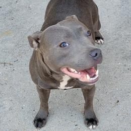 Wkabi - Staffordshire Bull Terrier