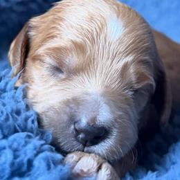 Gucci - Red  female Goldendoodle puppy in Pine Grove, California from Lundee Doodles